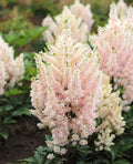 Younique Sizealmon Astilbe - 3 root divisions