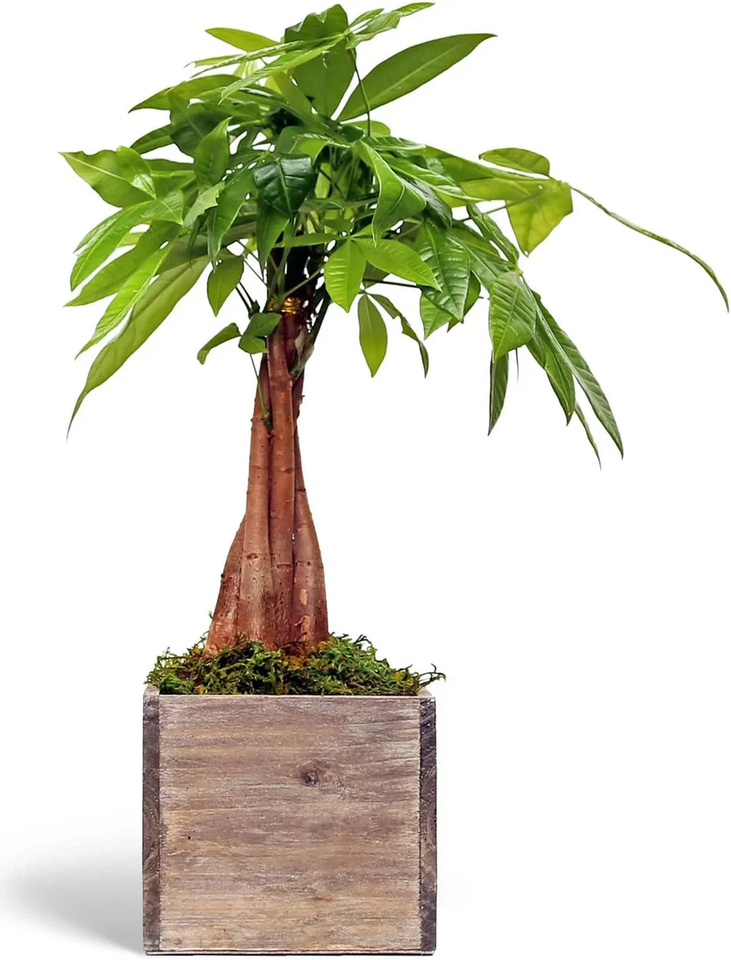 Live Money Tree, Good Luck Tree, Pachira Aquatica, Housewarming Gift for First Home, Gardener Gift, Office Plant, Indoor Houseplant in 6" Wooden Gift Pot