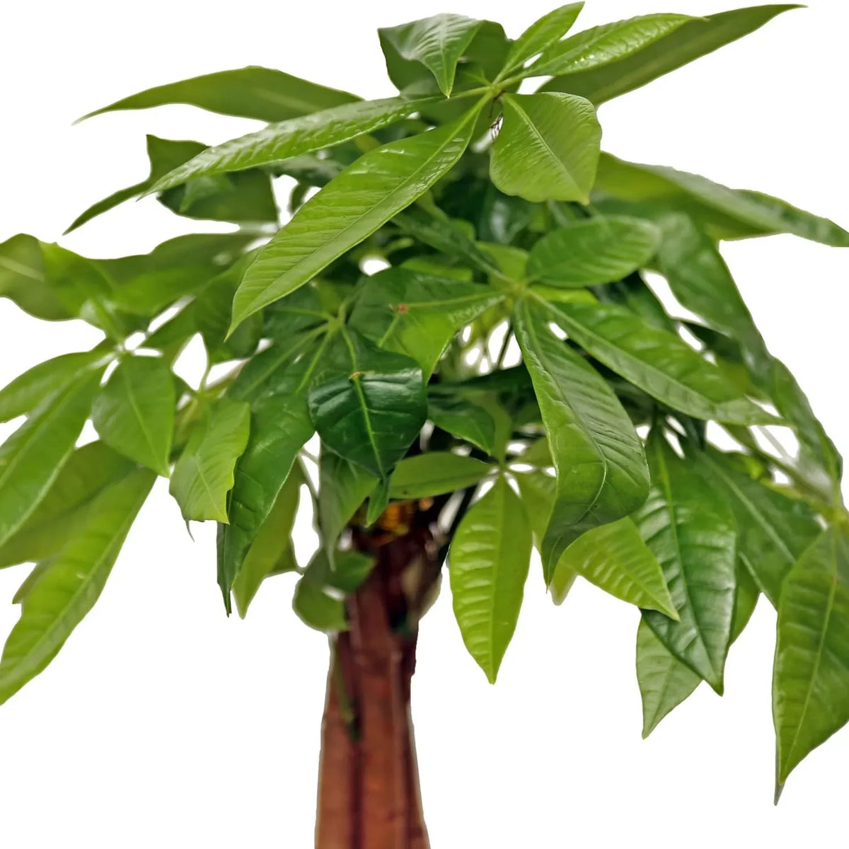 Live Money Tree, Good Luck Tree, Pachira Aquatica, Housewarming Gift for First Home, Gardener Gift, Office Plant, Indoor Houseplant in 6" Wooden Gift Pot