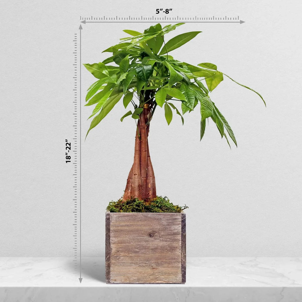 Live Money Tree, Good Luck Tree, Pachira Aquatica, Housewarming Gift for First Home, Gardener Gift, Office Plant, Indoor Houseplant in 6" Wooden Gift Pot