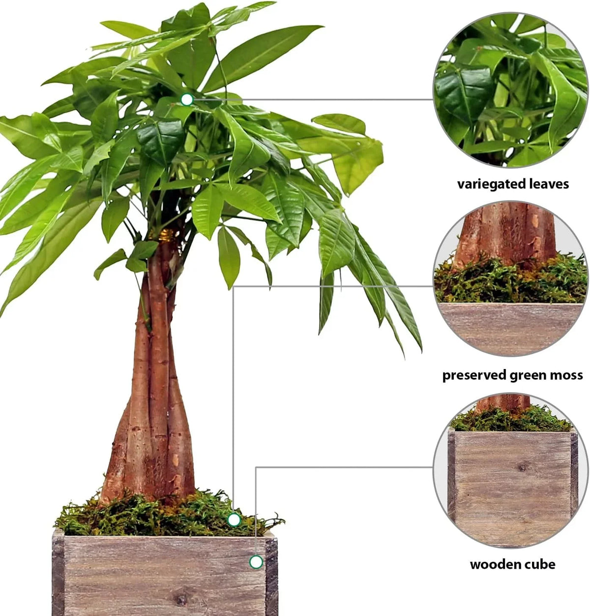 Live Money Tree, Good Luck Tree, Pachira Aquatica, Housewarming Gift for First Home, Gardener Gift, Office Plant, Indoor Houseplant in 6" Wooden Gift Pot